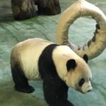 【 台北動物園 】家族旅行にもぴったり！パンダもじっくりみられるよ！