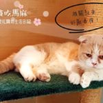 【台湾 猫カフェ】桃園にある猫森咖啡 nekomoricafe