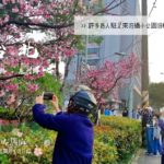 【台北 桜 スポット】台北 花見 に行きましょう！「士林 120号緑地 公園」