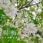 【 桃園 観光 】楊梅 中山南路：縦貫公道と湖口の境目で見られる美しい景色